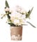 Kolibri Orchids | Weiße Phalaenopsis Orchidee - Nazaré - Topfgröße Ø9cm | Blühende Zimmerpflanze - Frisch vom Züchter
