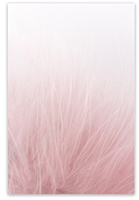 Bildershop-24 Kunstdruck Poster Bild Druck Motiv: Feder Rosa 2 60x80cm