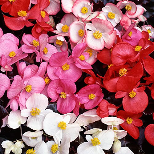 Begonia F1 Devil Mix | Vibrant Selection of Garden Ready Bedding Plants 6 Pack