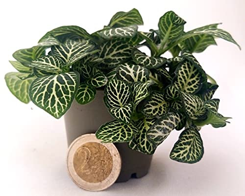 POWERS TO FLOWERS - FITTONIA BIANCA IN VASO 5,5cm MICRO IDEALE PER TERRARIUM, pianta vera