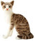SM SunniMix Lebensechte Katze Plüsch, Katze Kuscheltier Echt Aussehend, Realistische Katze Kuscheltier Tabby Cat, Simulation Schlafende Kätzchen Spielzeug für Kinder, 35cm Graue Katze