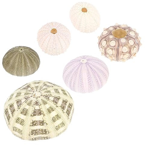 Happyyami 6pièces Ornement Oursin De Mer pour Décoration Aquarium Décorations Naturelles pour Environnements Aquatiques