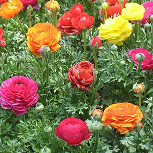 Saterkali Ranunkeln-Samen, 50 Stück/Beutel, natürliche Ranunkeln-Samen voller Vitalität, einfache Pflanze, bunte Blumensamen für den Balkon Samen