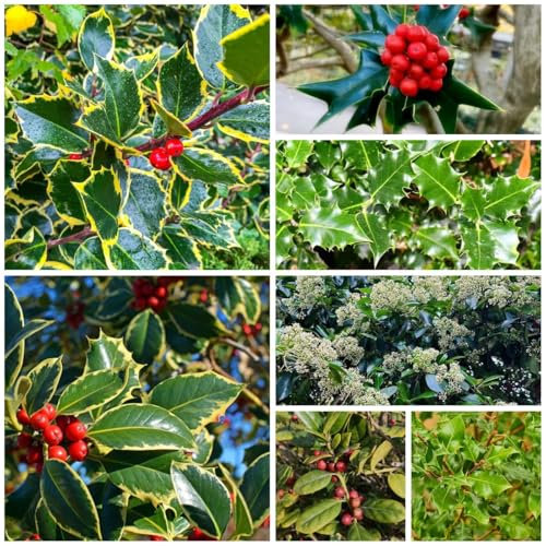 stechpalme samen büropflanzen stauden winterhart mehrjährig, deko pflanzen pflanzensamen zimmerpflanzen, bäume garten winterhart dekopflanzen balkongarten balkonpflanzen winterhart 500pcs