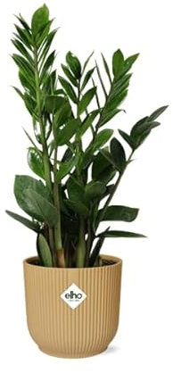 Glücksfeder - Zamioculcas - Zimmerpflanze - 45-50cm + Topf Vibes Fold 14cm Gelb