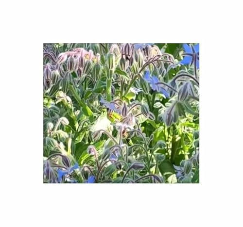 g - 2,5 g Borretsch Garten Pflanzen - Samen F-S239 - Seeds & Plants Shop by Ipsa