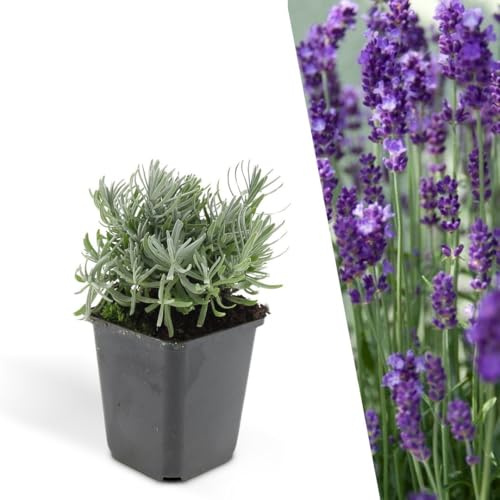 Plants by Frank Lavandula Angustifolia Hidcote, 6 Stück, Ø 9 cm | Echter Lavendel Pflanzen mit Dunkelblauvioletten Blüten, Bodendecker Winterhart Mehrjährig, Stauden, Topf 9 cm, Höhe: 20 cm