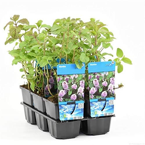Bandeja de 6 Plantas de Menta 10cm Mentha Piperita Plantas Aromáticas para Cocinar