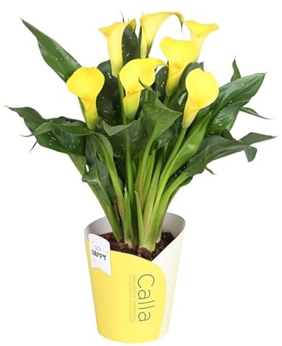 Cala Natural Planta Ideal para la Iniciación en la Jardinaría