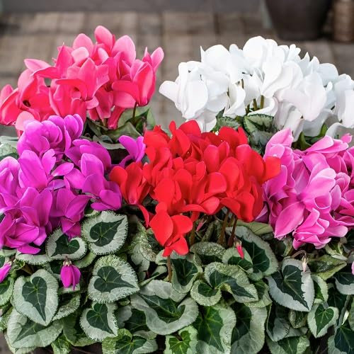 100 graines de fleurs de cyclamen mélangées