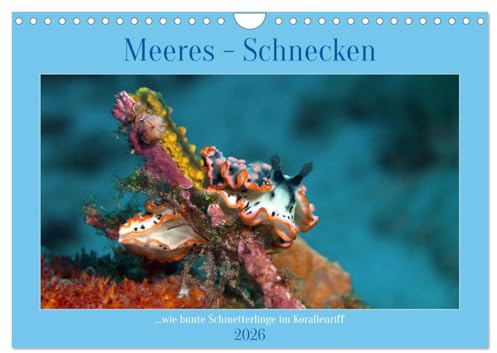 Meeres-Schnecken (Wandkalender 2026 DIN A4 quer), CALVENDO Monatskalender: Bunt wie Schmetterlinge im Korallenriff (CALVENDO Natur)