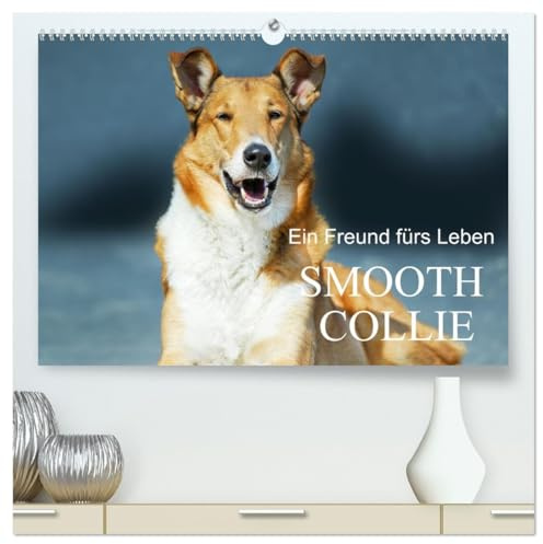 Ein Freund fürs Leben - Smooth Collie (hochwertiger Premium Wandkalender 2026 DIN A2 quer), Kunstdruck in Hochglanz: In wunderschönen Fotos stellt uns ... den Kurzhaar-Collie vor (CALVENDO Tiere)