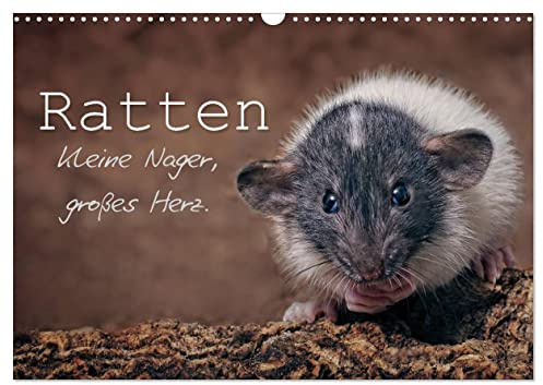 Ratten. Kleine Nager, großes Herz. (Wandkalender 2026 DIN A3 quer), CALVENDO Monatskalender: Beeindruckende Aufnahmen der intelligenten und ... Sie durch das ganze Jahr. (CALVENDO Tiere)