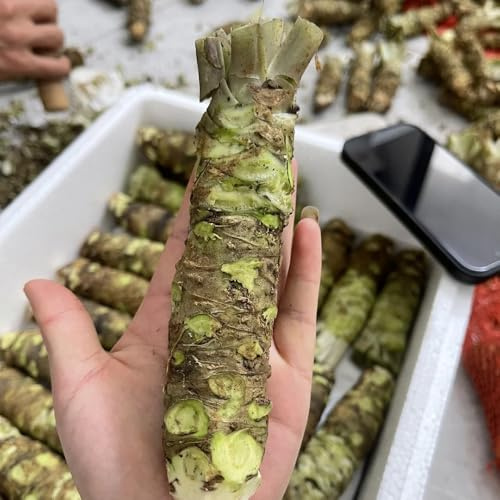 semillas de wasabi, Balcón invernadero, ción de wasabi, interior aromáticas, 300pcs
