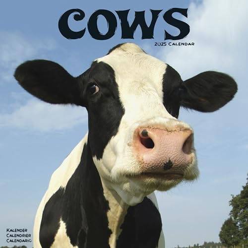 Cows – Kühe 2025 – 16-Monatskalender: Original Avonside-Kalender [Mehrsprachig] [Kalender] (Wall-Kalender)