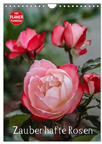 Zauberhafte Rosen (Wandkalender 2025 DIN A4 hoch), CALVENDO Monatskalender: Mit Rosen durchs Jahr. (CALVENDO Natur)