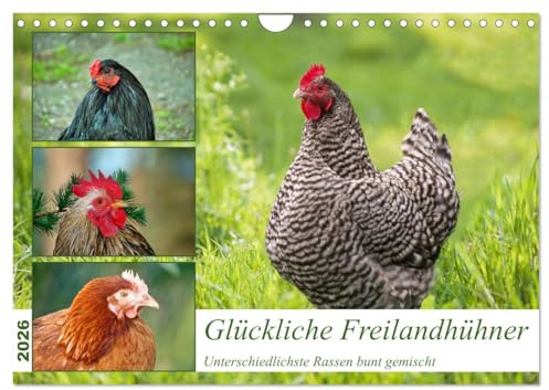 Glückliche Freilandhühner (Wandkalender 2026 DIN A4 quer), CALVENDO Monatskalender: Verschiedenste Hühnerrassen in der Freilandhaltung (CALVENDO Tiere)