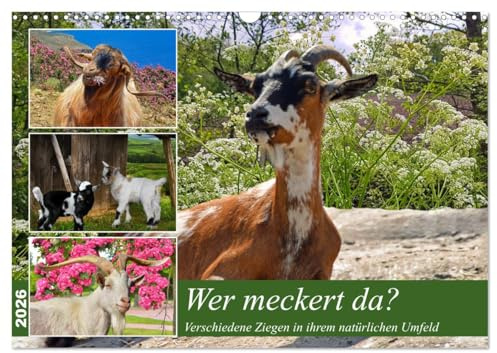 Wer meckert da? (Wandkalender 2026 DIN A3 quer), CALVENDO Monatskalender: Verschiedene Ziegen in ihrem natürlichen Umfeld (CALVENDO Tiere)
