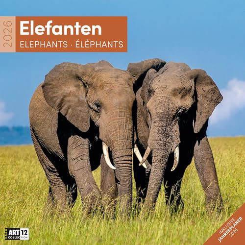 Elefanten Broschürenkalender 2026 - 30x30 - Art12 | Bildgewaltiger Tier-Kalender im schlanken Hochformat (aufgeklappt 30x60 cm) | Eintrage-Kalendarium