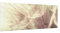 Bilderwelten Spritzschutz Glas - Pusteblume Vintage Blur Effekt - Panorama Quer, 40cm x 100cm