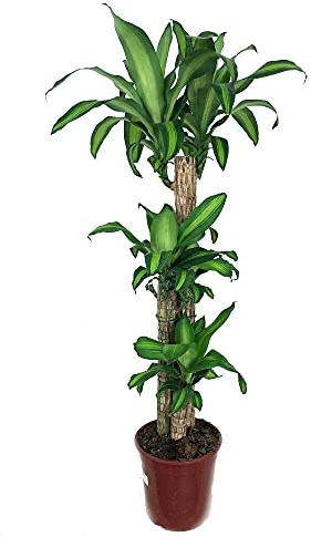 TRONCO DE BRASIL 3 TRONCOS (DRACENA MASAGEANA) 120CM M22 PERFECTO PARA INTERIOR