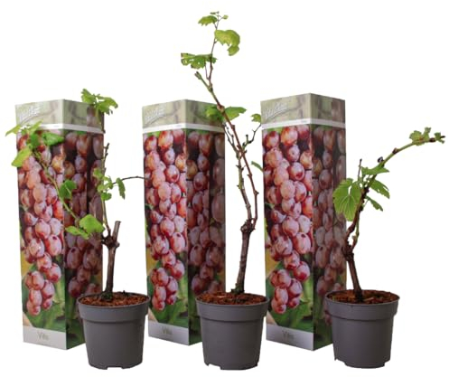 Plant in a Box - Piante di uva - Set di 3 - Vitis Vinifera - Uva Rosso - Duro - Vaso 9cm - Altezza 25-40cm