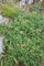 Alchemilla faeroensis var. pumila ca. 9x9 cm Topf - Zwerg-Frauenmantel, grün-gelbe Blüten, Blütezeit Mai-Juli, ideal für Steingärten, pflegeleicht und winterhart