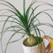 Semillas de pata de elefante, Beaucarnea recurvata, Plantas resistentes para balcones Semillas de la planta Beaucarnea, Plantas de oficina, semillas orgánicas semillas de bonsái 300pcs