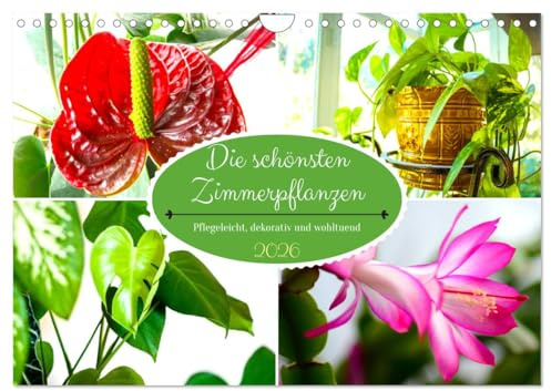 Die schönsten Zimmerpflanzen. Pflegeleicht, dekorativ und wohltuend (Wandkalender 2026 DIN A4 quer), CALVENDO Monatskalender: Pflanzen heben die ... und reinigen die Luft (CALVENDO Natur)