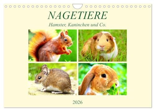 Nagetiere. Hamster, Kaninchen und Co. (Wandkalender 2026 DIN A4 quer), CALVENDO Monatskalender: Hübsche Exemplare aus der großen Familie der Nagetiere (CALVENDO Tiere)