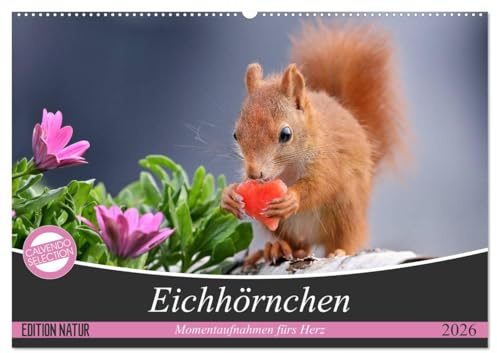 Eichhörnchen Momentaufnahmen fürs Herz (Wandkalender 2026 DIN A2 quer), CALVENDO Monatskalender: Wunderschöne Großaufnahmen entsprechend der jeweiligen Jahreszeit (CALVENDO Tiere)