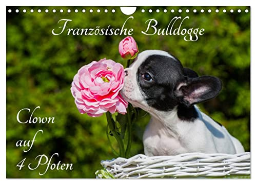 Französische Bulldogge - Clown auf 4 Pfoten (Wandkalender 2026 DIN A4 quer), CALVENDO Monatskalender: Französische Bulldoggen auf 13 zauberhaften Fotos (CALVENDO Tiere)