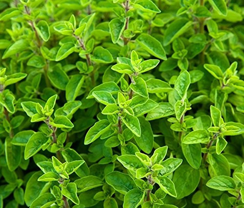 Semillas de mejorana - Origanum majorana