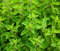 Semillas de mejorana - Origanum majorana