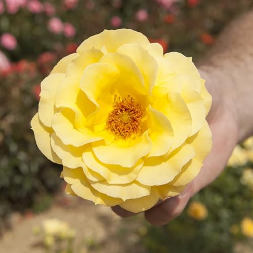 YouGarden Rose Arthur Bell, Established Plant in 3L Pot, Ready to Plant Rose for Summer to Autumn Flowers, Yellow Flowering Garden Rose, Pots or Border Planting