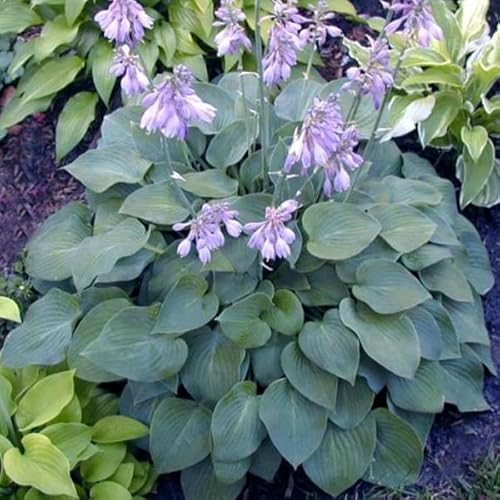 6 x Blaugrüne Funkie 'Blue Cadet' - Hosta 'Blue Cadet': Blaugrüne Blätter, ideal für den Schatten.