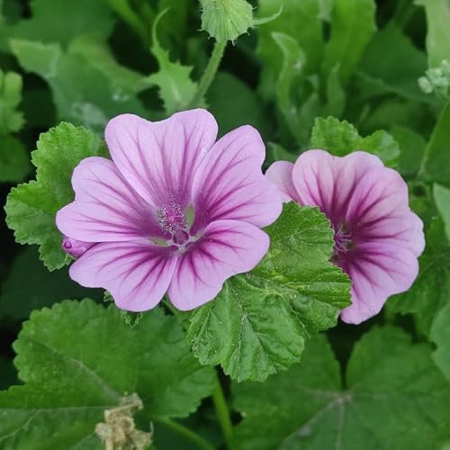 wilde malve samen - blumensamen balkon beet pflanzen für schatten draußen blumen geschenk pflanzen für garten balkonpflanzen alte sorten saatgut flowers zimmerpflanzen samen exotische 300pcs