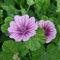 wilde malve samen - blumensamen balkon beet pflanzen für schatten draußen blumen geschenk pflanzen für garten balkonpflanzen alte sorten saatgut flowers zimmerpflanzen samen exotische 300pcs
