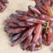 weintrauben pflanzen kernlos winterhart süße, Trauben pflanzen, trauben kernlos pflanzen winterhart, Weinreben pflanzen, wein pflanze winterhart-1 Weinreben pflanzen-I