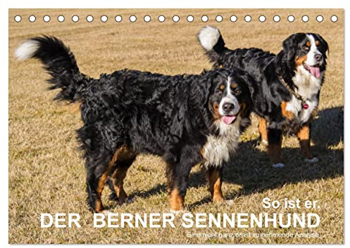 So ist er. Der Berner Sennenhund (Tischkalender 2026 DIN A5 quer), CALVENDO Monatskalender: Eine nicht ernst zu nehmende Charakteranalyse des Berner Sennenhundes (CALVENDO Tiere)