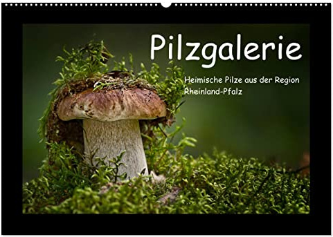 Pilzgalerie - Heimische Pilze aus der Region Rheinland-Pfalz (Wandkalender 2026 DIN A2 quer), CALVENDO Monatskalender: 13 beeindruckende Pilzaufnahmen (CALVENDO Natur)