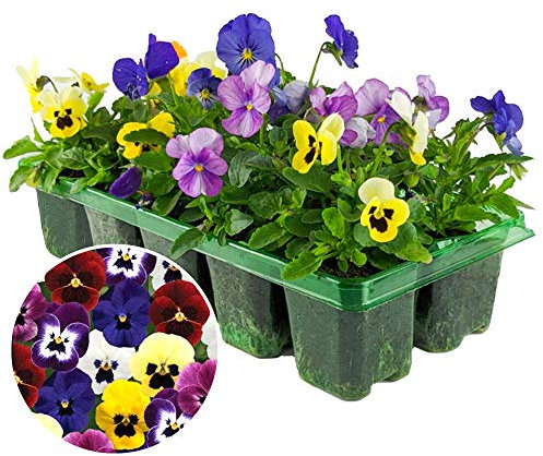 Viola Mix | 6 Pack of Vibrant Garden Ready Bedding Plants for Pots Containers