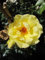 Kletterrose Dukat ® Synonym Lancelot UK - Rosa Dukat® - Tantau-Rose