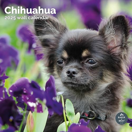 Baker and Bray Chihuahua Kalender 2026, großer quadratischer Wandkalender mit Organisationsaufklebern, 16 Monate, Chihuahua Geschenk Hundekalender