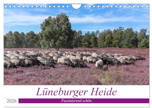 Lüneburger Heide - Faszinierend schön (Wandkalender 2026 DIN A4 quer), CALVENDO Monatskalender: Der Naturpark lädt mit seinen schönen Heideflächen zum ... Radfahren und Verweilen ein (CALVENDO Orte)