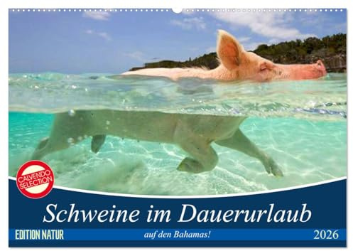 Schweine im Dauerurlaub auf den Bahamas! (Wandkalender 2026 DIN A2 quer), CALVENDO Monatskalender: Schwimmende Schweine auf den Exumas auf der Insel Big Major Cay! (CALVENDO Tiere)