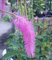 Sanguisorba hakusanensis 'Lilac Squirrel'