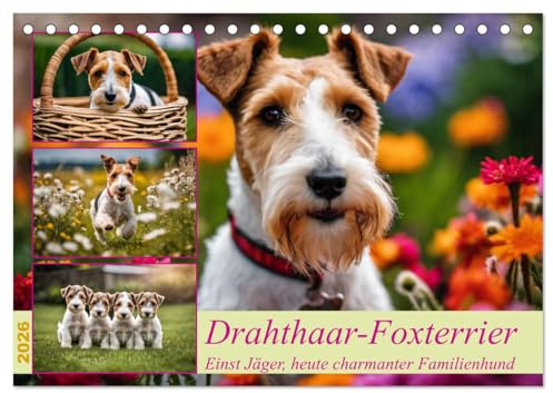 Drahthaar-Foxterrier (Tischkalender 2026 DIN A5 quer), CALVENDO Monatskalender: Einst Jäger, heute charmante Familienhunde (CALVENDO Tiere)