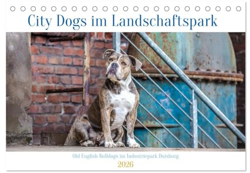 City Dogs im Landschaftspark (Tischkalender 2026 DIN A5 quer), CALVENDO Monatskalender: Ausdrucksvolle Fotos von Old English Bulldog im Industriestyle (CALVENDO Tiere)