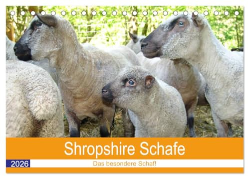 Shropshire Schafe (Tischkalender 2026 DIN A5 quer), CALVENDO Monatskalender: Schafe im Einsatz für den Naturschutz. (CALVENDO Tiere)